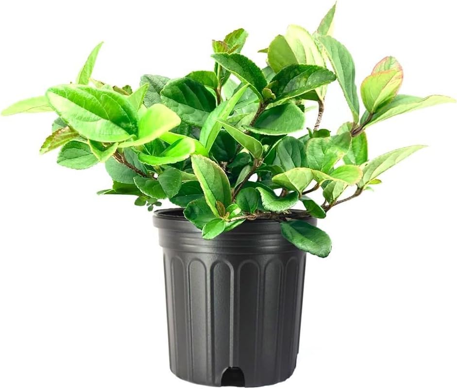 Viburnum Suspensum | 3 Large Gallon Size Plants I Sandankwa I Live Durable Evergreen Shrub with Fragrant Blooms, Ideal for Hedges, Privacy Screens, and Ornamental Landscaping