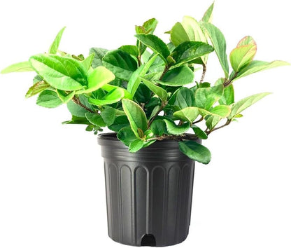 Viburnum Suspensum | 3 Large Gallon Size Plants I Sandankwa I Live Durable Evergreen Shrub with Fragrant Blooms, Ideal for Hedges, Privacy Screens, and Ornamental Landscaping
