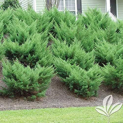 Sea Green Juniper - 3 Live Plants - Juniperus Chinensis - Hardy Evergreen Privacy Screen