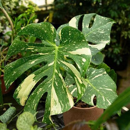 Mix Monstera Plant, Rare Tropical Monstera Well Rooted, Philodendron Indoor Houseplant 4-8 Inches Ready to Plant (Variegated White Monstera)