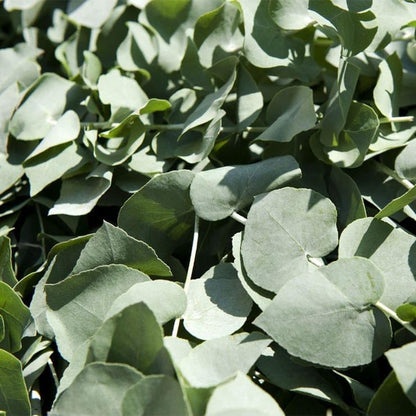 Park Seed Grow Your Own Eucalyptus Seeds Plant, Perfect for Indoor Growing and Spring Garden, Baby Blue Bouquet, Pack of 25