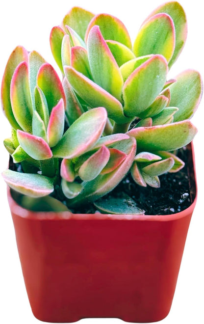 Succulents Plants Live 2inch Live Mini Succulent Plants, Easy Care House Plants Rooted in Succulent Soil Mix, by The Succulent Cult (Crassula Money Maker Variegated, 2 Inch)