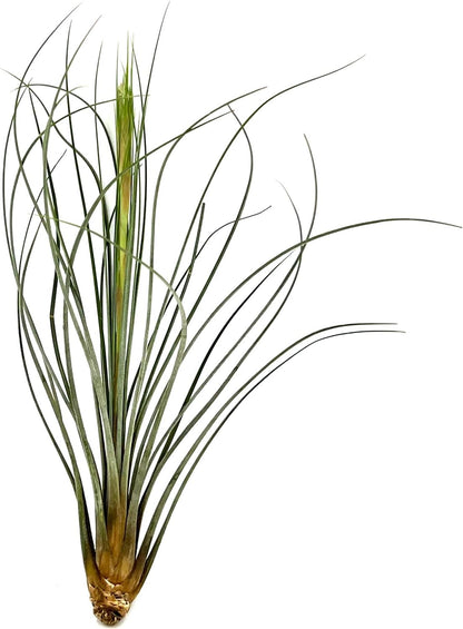 ragnaroc Air Plants - Tillandsia Juncea, Jumbo 8-12" - 2ct - Live Arrival Guaranteed - House Plants for Home Decor & Gift