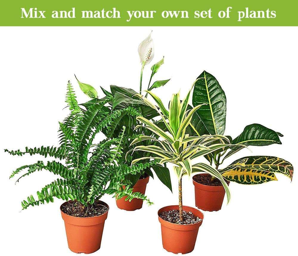 Zamioculcas Zamiifolia ZZ Live Plant for Indoor | Different Houseplants in 4'' & 6'' Pot | Real House Plant for Living Room, Office, Desk & Bathroom