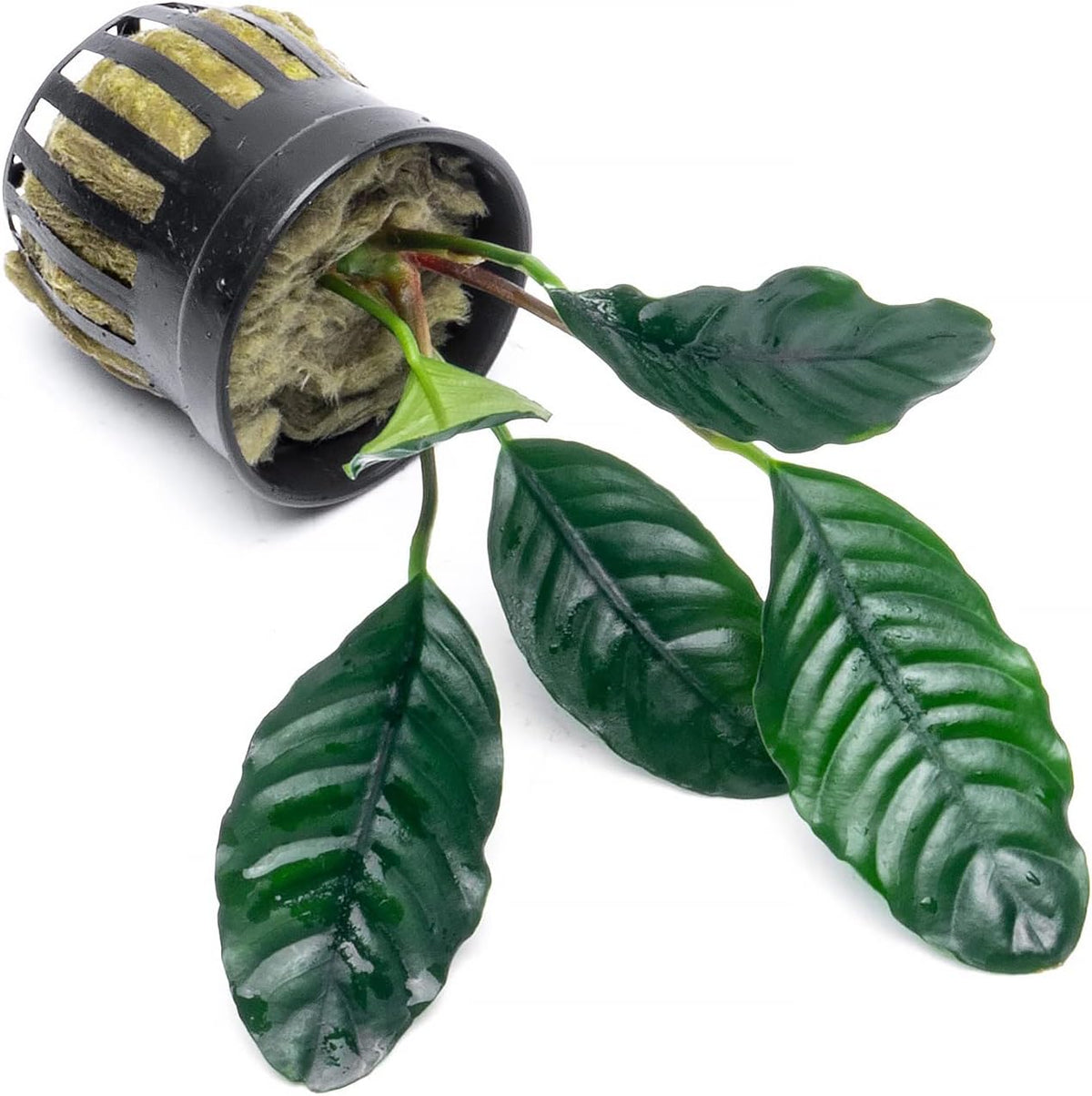 SubstrateSource Anubias Live Aquarium Plants - Potted Freshwater Plant for Fish Tanks, Terrariums - Beginner Friendly Low Light (Barteri Coffeefolia, 5 Pots)