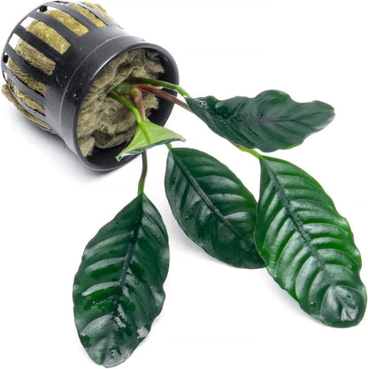 SubstrateSource Anubias Live Aquarium Plants - Potted Freshwater Plant for Fish Tanks, Terrariums - Beginner Friendly Low Light (Barteri Coffeefolia, 5 Pots)