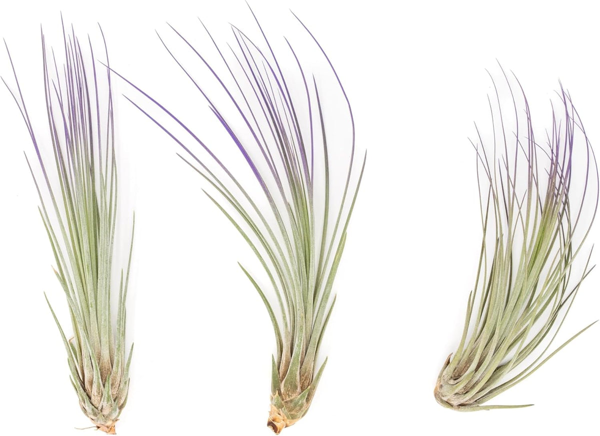 Purple Colorful Tillandsia Air Plants - Long Lasting Color Enhanced Live Tillandsia Succulent House Plants - Home and Garden Decor - Easy Care Indoor and Outdoor (Juncea, Single)