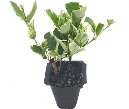 Ligustrum Japonicum Jack Frost Privet - 50 Live Plants - Variegated Evergreen Hedge