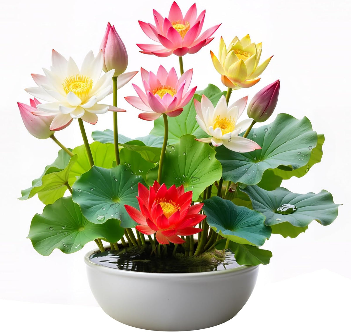 35Pcs Mixed Lotus Seeds for Planting in Water, Colorful Bowl Lotus & Water Lily Flower Seeds for Ponds, Bonsai, Indoor Water Gardens & Lotus Bowl Planter, Grow Easily Low Maintenance