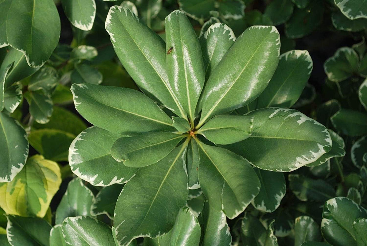 Variegated Pittosporum | 30 Live Plants | Pittosporum Tobria Variegatum | Evergreen Border Accent Hedge Shrub