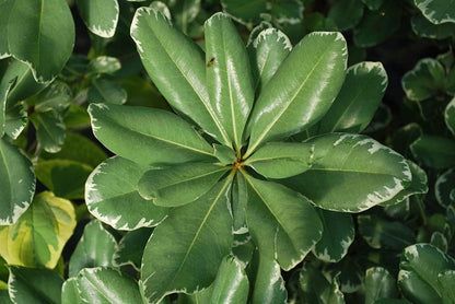 Variegated Pittosporum | 30 Live Plants | Pittosporum Tobria Variegatum | Evergreen Border Accent Hedge Shrub