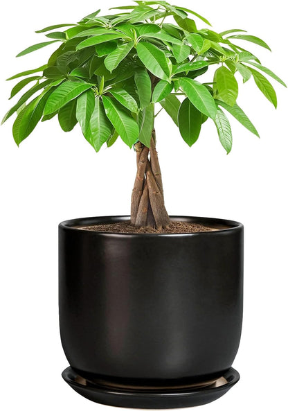 Ceramic Planter 7 Inch - Cylinder Round Modern Indoor Plant Pot for Plants with Drainage Hole and Saucer, Room Home Patio Office Patio Decor, Black