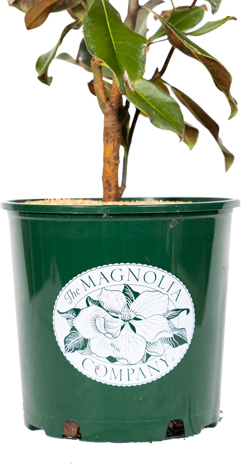 Magnolia Tree Kay Parris Variation, Live Plant, Magnolia Flower Blooms, Easy Care, Perfect for Home Growers, Magnolia Bloom, 3-4 Feet Tall, by The Magnolia Company, Cannot Ship to CA, HI, AK, PR