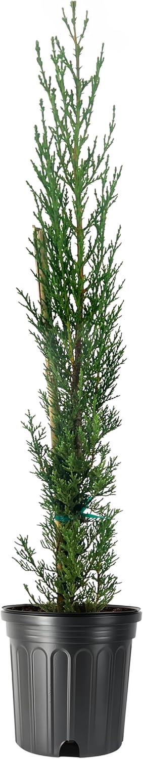 Italian Cypress | 2 Large Gallon Size Trees | Cupressus sempervirens | Narrow Evergreen Plants | Tall Privacy Landscaping | Upright Ornamental Outdoor Plant