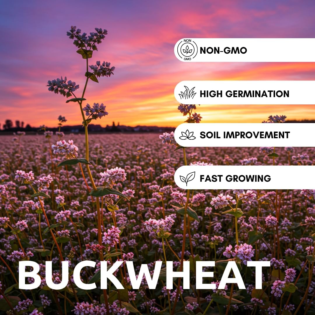 Buckwheat Seeds for Planting - Cover Crop, Grain, Bee Pasture, Pollinator, Wildlife Seed (22 Pounds)