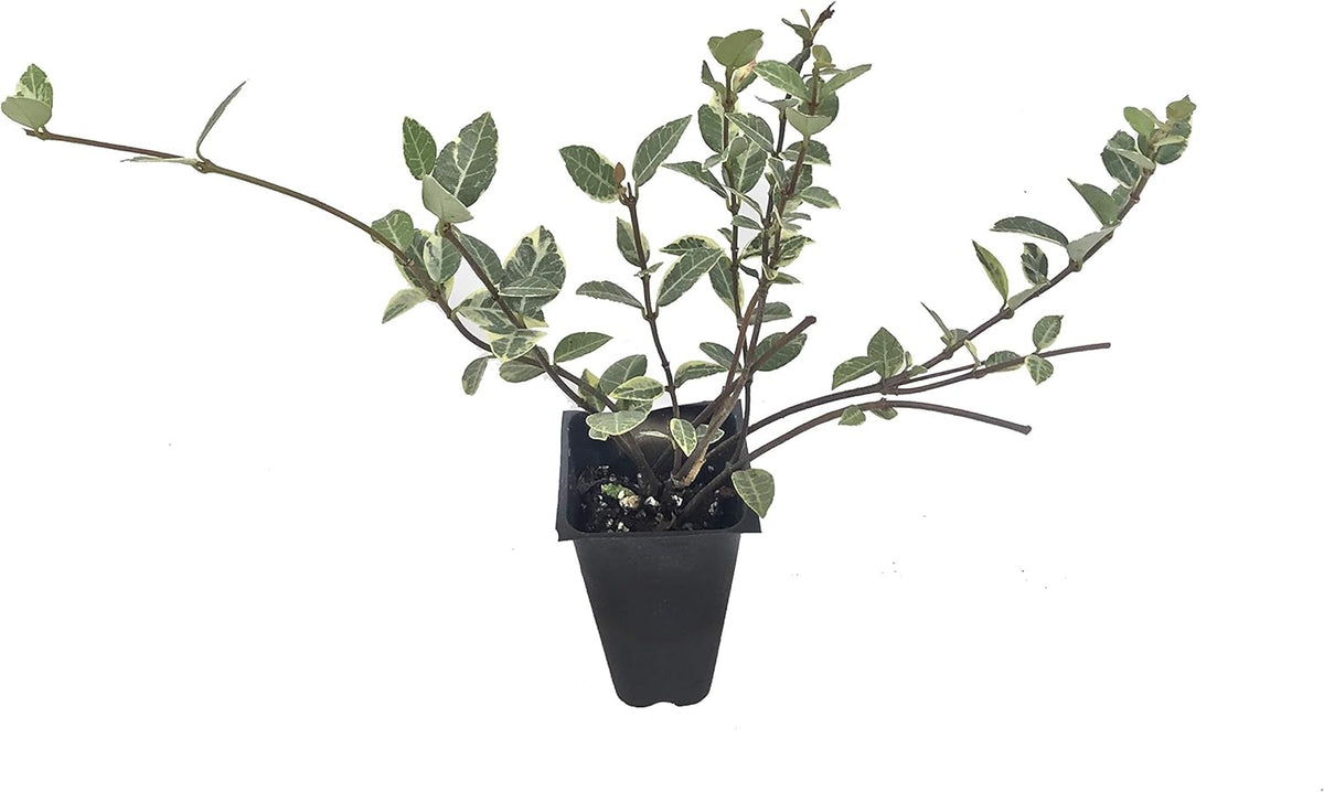 Variegated Asiatic Jasmine | 20 Live Plants | Trachelospermum Asiaticum | Fast Growing Ground Cover, Evergreen Foliage, Low Maintenance Vine, Landscaping Shrub, Drought Tolerant Plant