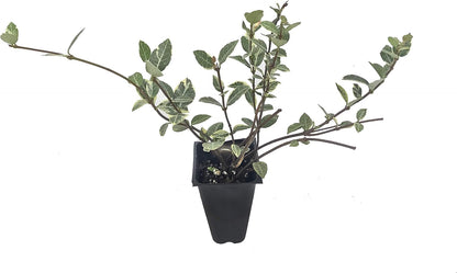 Variegated Asiatic Jasmine | 20 Live Plants | Trachelospermum Asiaticum | Fast Growing Ground Cover, Evergreen Foliage, Low Maintenance Vine, Landscaping Shrub, Drought Tolerant Plant