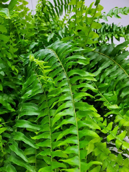 Live Boston Fern Hanging Basket Plant (10" Hanging Basket) - Overall Spread 25" to 30" - Tropical Plants of Florida