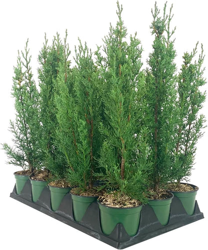 Italian Cypress Tree | 3 Live 4 Inch Pots | Cupressus Sempervirens | Formal Elegant Mediterranean Style Plants