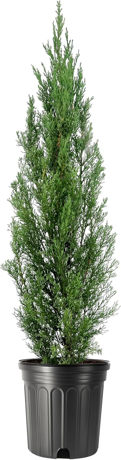Italian Cypress | 2 Extra Large 3 Gallon Trees | Cupressus sempervirens | Narrow Evergreen Plants | Tall Privacy Landscaping | Upright Ornamental Outdoor Plant