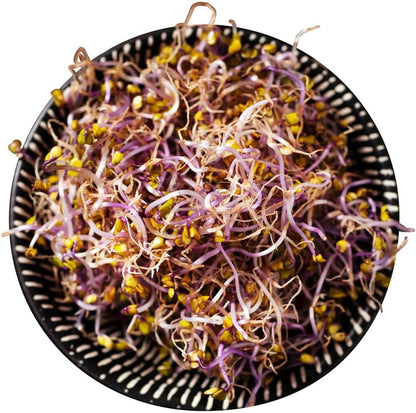 Todd's Seeds Red Russian Kale Seed - 1 Pound