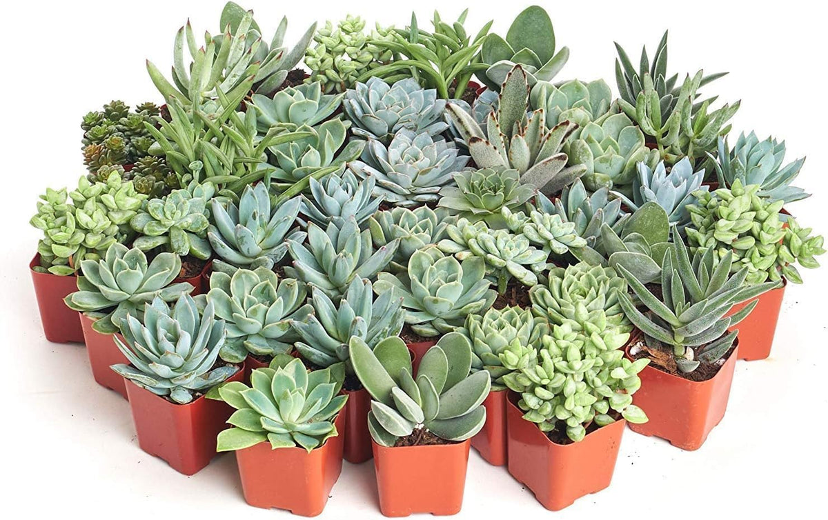 Shop Succulents Blue & Green Succulent Plant Pack Bulk Collection - Live Mini Succulent Plants, Low Maintenance, Mixture of Textures - Wedding and Party Favors, Gift & Garden, Pack of 128