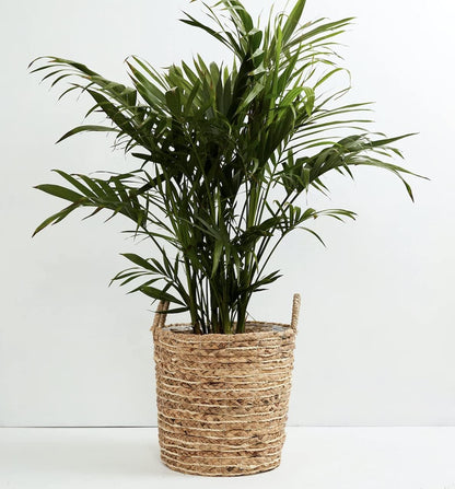 American Plant Exchange Live Cat Palm – 6-Inch Pot – Tropical Houseplant with Soft Arching Green Fronds, Pet-Friendly Easy Care Indoor Plant for Homes, Apartments, Offices & Indoor Jungle Décor