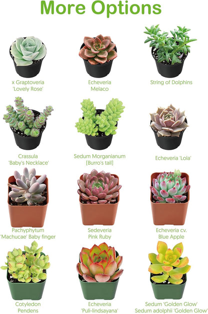Live Succulent Plants Tradescantia Nanouk, Easy Care Potted Succulents, Approx 4" D x 4" H, Indoor Houseplant, Unique Gifts, Home Office Décor
