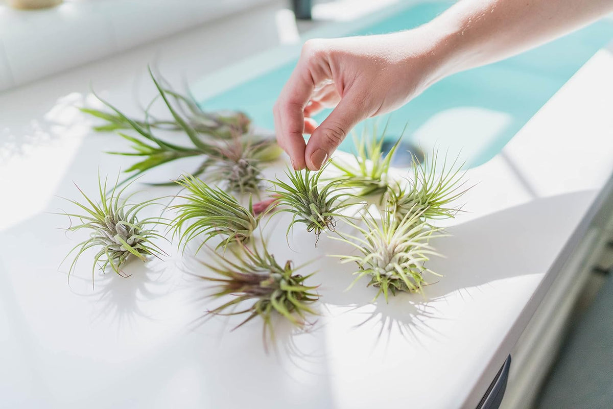 Seedling Xerographica Air Plants 2 to 4 Inch Wide - Tillandsia Succulent House Plants - Available in Wholesale and Bulk - Home and Garden Decor Holders - Easy Care Indoor and Outdoor Plants (1 PC)
