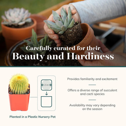 Shop Succulents Premium Live Mini Cactus and Succulent Plants in 2" Pots, Easy Care Indoor or Outdoor Gardening, Terrariums, Favors, & Contemporary Spaces with Hardy, Resilient Varieties, Pack of 64