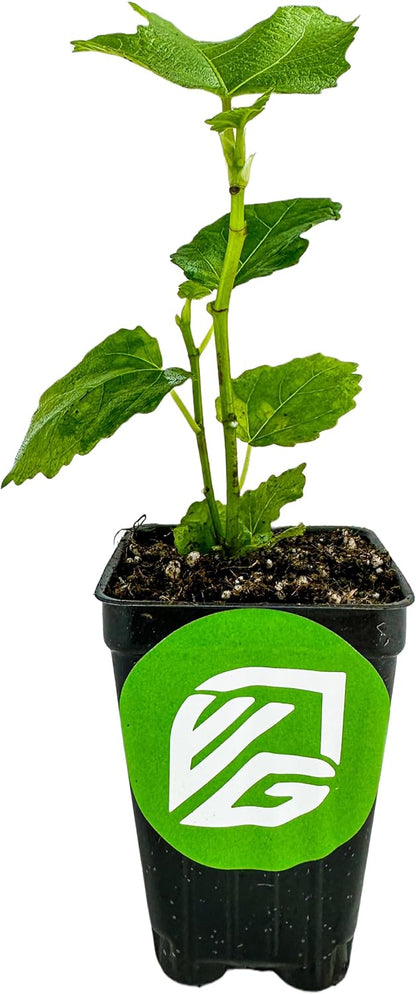 LSU Gold Fig Tree Starter Plant - Ficus carica by Wellspring Gardens - Fig Live Plants- Fig Tree - Fig Plant - Fig Trees Live Plants for Plants Enthusiast