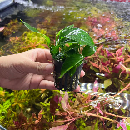 SubstrateSource Anubias Live Aquarium Plants - Potted Freshwater Plant for Fish Tanks, Terrariums - Beginner Friendly Low Light (Barteri Broad Leaf, 5 Pots)