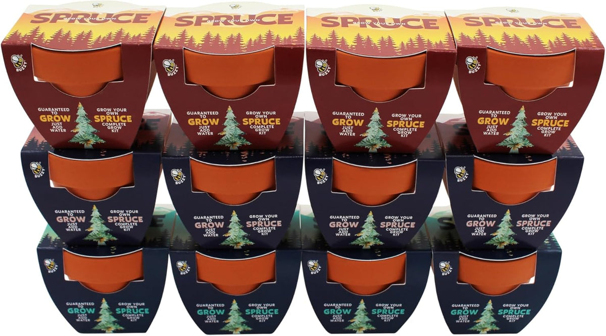 BUZZY Seeds Holiday Spruce Tree 12 Pack Mini Terracotta Grow Kits Includes All You Need to Sprout Evergreens, a Fun Stocking Stuffer, Party Favor or Corporate Gift
