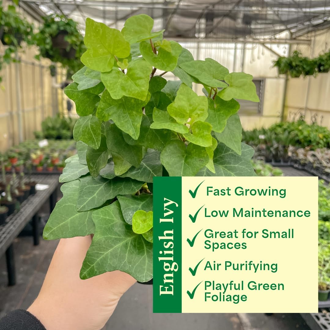Thorsen's Greenhouse Live Green English Ivy Plant, Hedera Helix, Natural Air Purifier, Easy to Grow, Live Indoor Houseplant, 4" Diameter Pot (Brushed Silver)