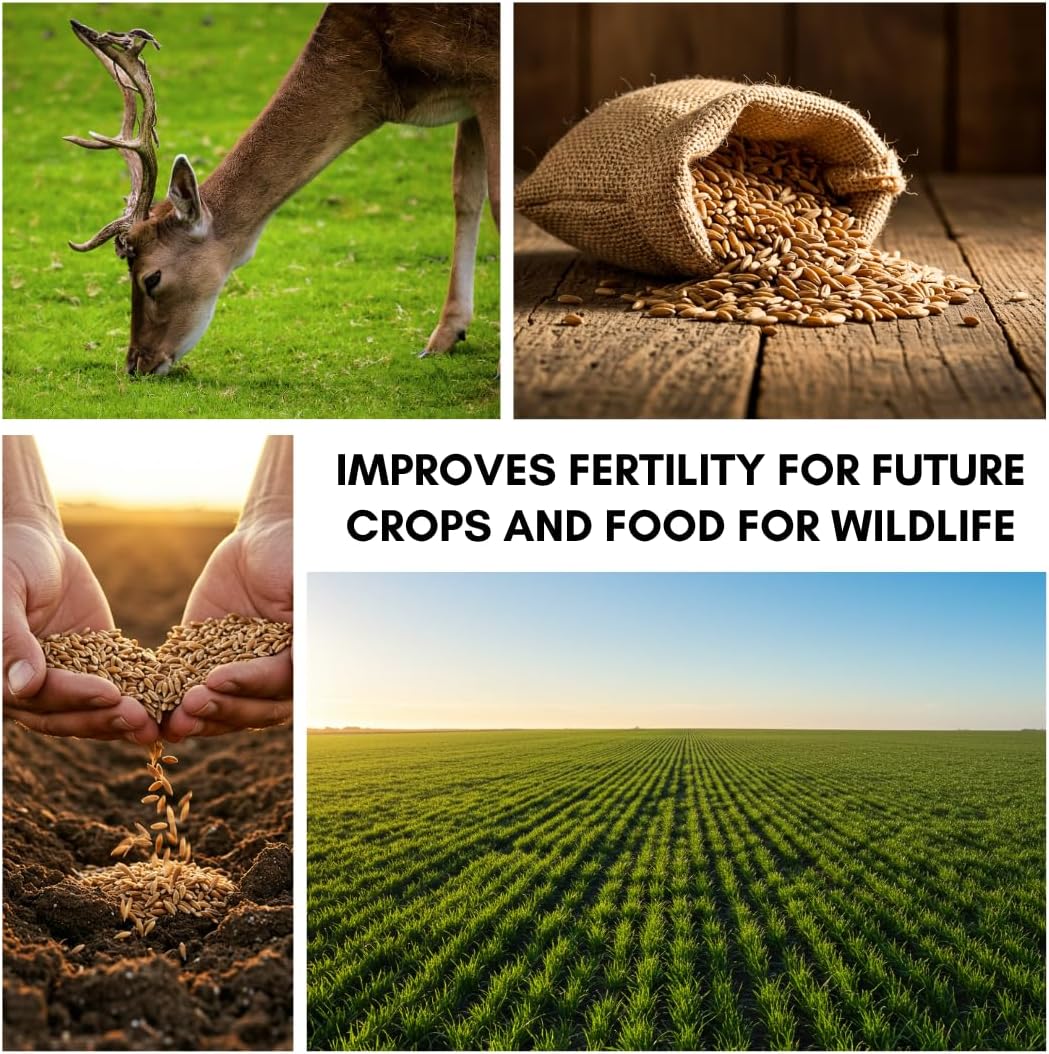 Rye Grain Seeds – 5 lbs – Open-Pollinated Cover Crop and Forage Mix for Soil Improvement, Erosion Control, and Deer Food Plots