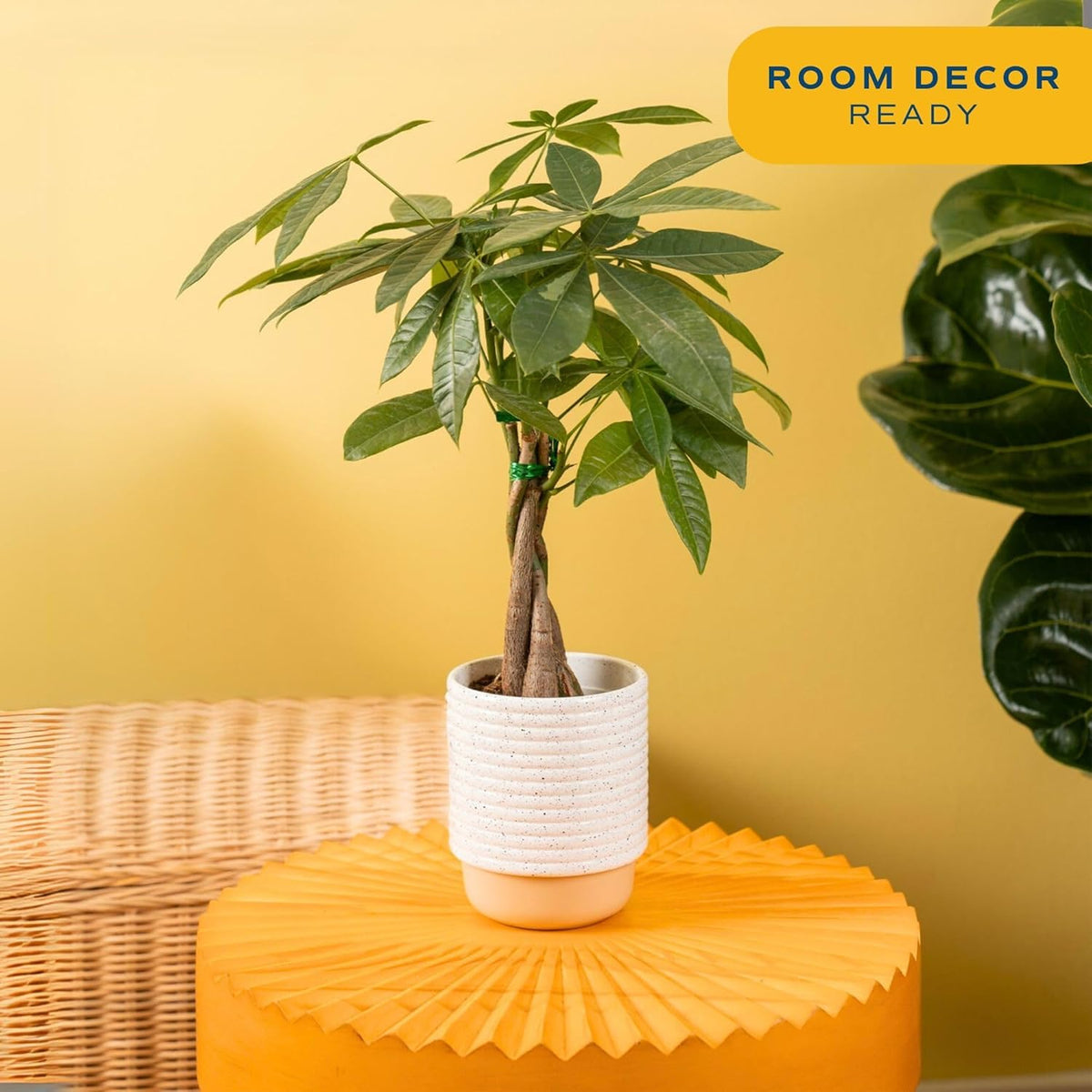 Costa Farms Money Tree Live Plant | 12-16 Inches Tall Bonsai | Easy to Grow Indoor Houseplant in 4-Inch Plant Pot | Home, Office, or Room Decor