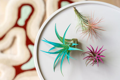 Purple Colorful Tillandsia Air Plants - Long Lasting Color Enhanced Live Tillandsia Succulent House Plants - Home and Garden Decor - Easy Care Indoor and Outdoor (Brachycaulos Abdita, Single)