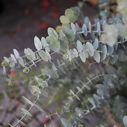 Park Seed Grow Your Own Eucalyptus Seeds Plant, Perfect for Indoor Growing and Spring Garden, Baby Blue Bouquet, Pack of 25