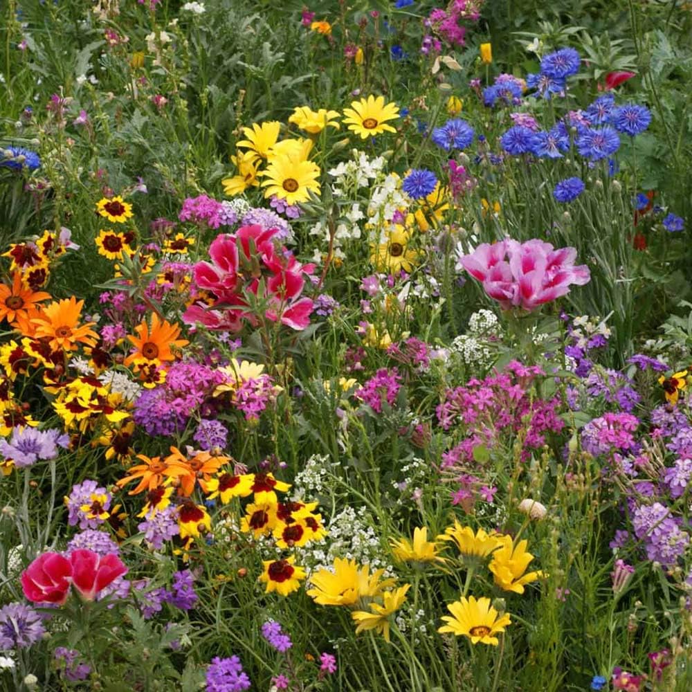Outsidepride Low Growing Wildflower Seeds - 1/4 lb Dwarf, & Short, Diverse Perennial & Annual Wild Flower Seed Mix with Long Bloom Season for Colorful Display That Thrives on All States