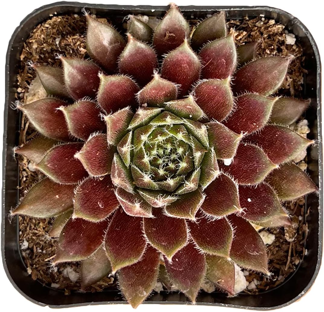 Live Succulent Sempervivum 'Stansfieldii', Approx 2-inch Large, Potted Succulents, Fully Rooted, Easy Care House Plants
