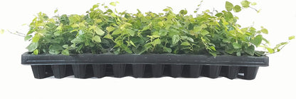 Creeping Fig Plant Ficus Pumila Climbing Vine - 30 Live Fully Rooted Plants