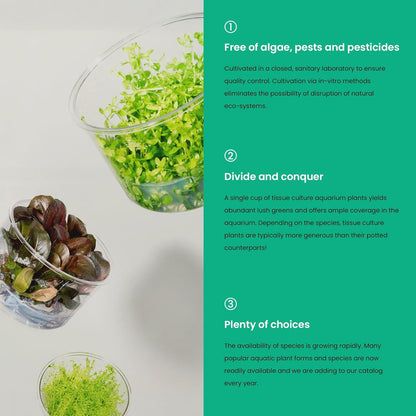 Ultum Nature Systems Live Tissue Culture - Rotala 'Wayanad' - Moderate - High Light - Green to Reddish Accent - Midground to Background - 100% Snail Free Grown in-Vitro - Regular Cup