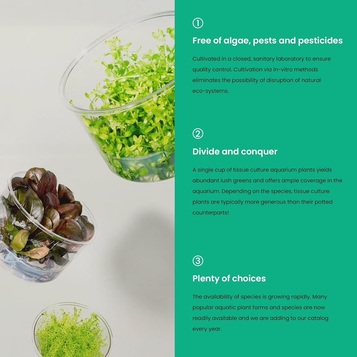 Ultum Nature Systems Live Tissue Culture - Bucephalandra Brownie Phoenix - Easy, Low-Med Light - Dark Green, Red, Purple Accent - Foreground to Midground - 100% Snail Free Grown in-Vitro - Small Cup