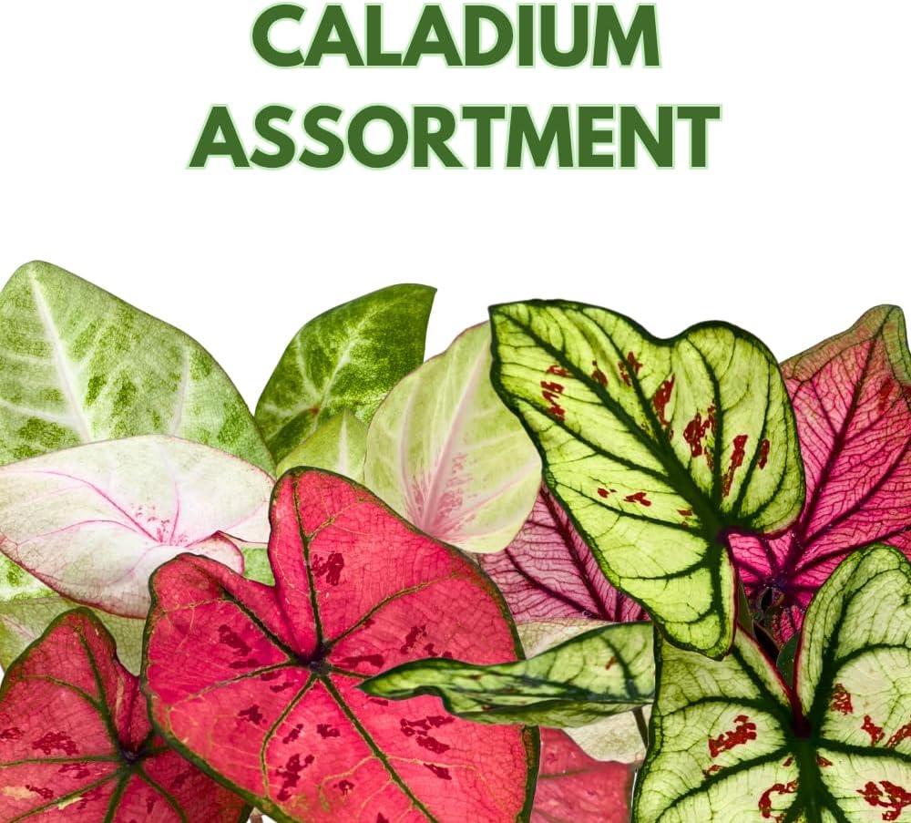 BubbleBlooms Caladium Assortment in 2 inch Pots Set of 3