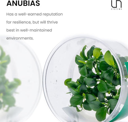 Ultum Nature Systems Anubias Barteri Tissue Culture Live Plant for Aquarium, Aquascape, Freshwater Fish Tanks - 100% Snail Free in Vitro