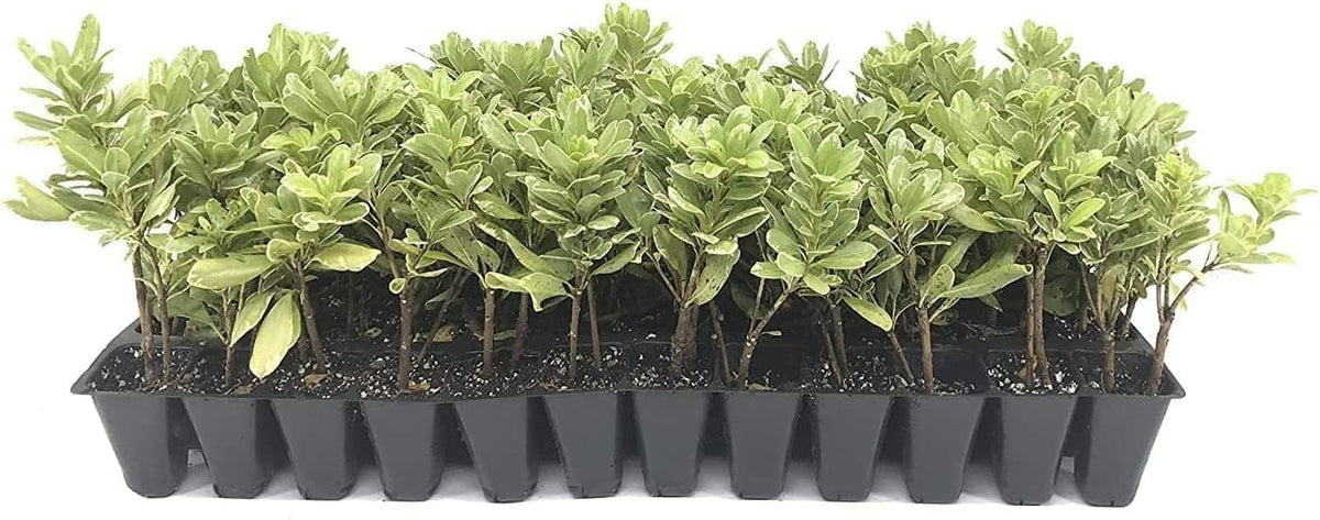 Variegated Pittosporum | 30 Live Plants | Pittosporum Tobria Variegatum | Evergreen Border Accent Hedge Shrub