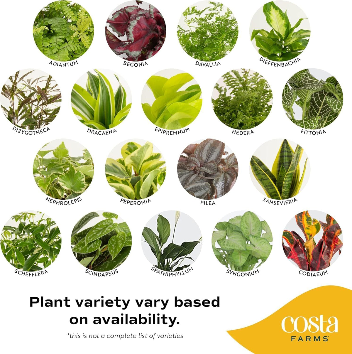 Costa Farms Live Indoor Plant Bundle in Plastic Pots, Easy to Maintain, Air Purifying Houseplants, Assorted Varieties, Room or Home Decor, House Warming Gift, 8-12 Inches Tall, Pack of 6
