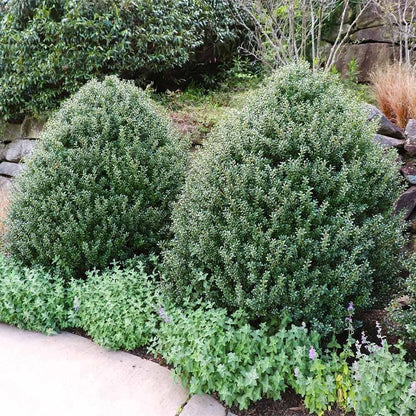 Steeds Holly I 3 Live Plants I Upright Ilex Crenata | Upright Evergreen Shrub for Privacy Screens, Hedges, and Ornamental Landscaping