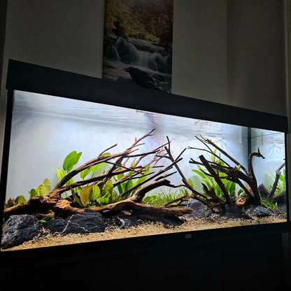 SubstrateSource Amazon Sword Echinodorus Bleheri Live Plant for Freshwater Aquariums, Natural Fish Tank Decorations, and Aquatic Decor (1 Pot (2-3 Plants))