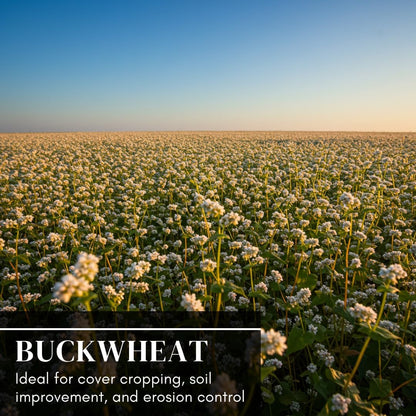 Buckwheat Seeds for Planting - Cover Crop, Grain, Bee Pasture, Pollinator, Wildlife Seed (5 Pounds)